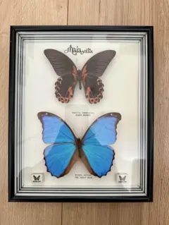 蝶　標本　マレーシア 2026年最新】マレーシア 蝶 標本の人気アイテム - メルカリ