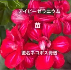2026年最新】ゼラニウムの人気アイテム - メルカリ