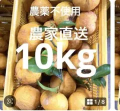 甘夏 箱重さ込み10kg 木成り完熟 農薬不使用終わりに近いのサムネイル
