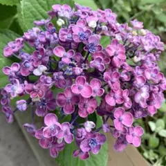 AVO様 リクエスト 3点 まとめ商品