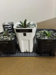 【メルカリ便】大きめチタノタ8種セット♩鉢ごと発送 ネームタグ付 2025年最新】アガベ チタノタ セットの人気アイテム - メルカリ