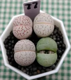 多肉植物リトープス　大玉　緑光陽玉入りカラフルセット　S59　土付き　匿名発送 2025年最新】リトープス 綾耀玉の人気アイテム - メルカリ