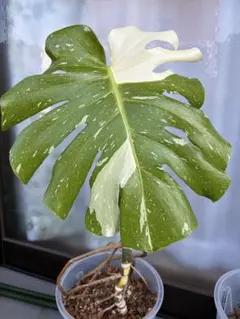 モンステラ ライトライム 斑入り Monstera Light Lime Var - メルカリ