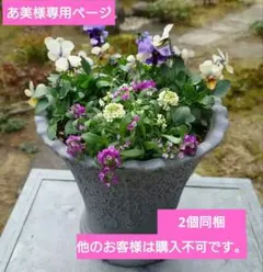 寄せ植え花　あ美様専用ページ