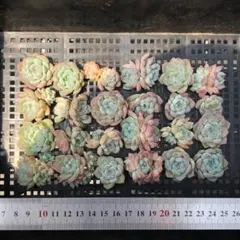 多肉植物 24個 2026-0915MLJP-076 ピュアラブ - メルカリ