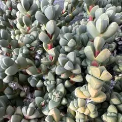 多肉植物 レーマニー錦 抜き苗 - メルカリ