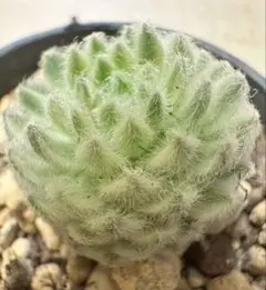新入荷　センベルビウム錦（小）　約2cm レア品種　多肉植物I株　ランダム発送のサムネイル