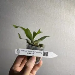 2026年最新】golden boy ビカクシダの人気アイテム - メルカリ