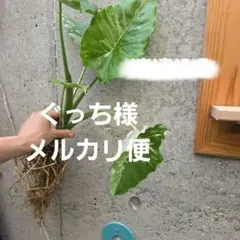 速達斑入りクワズイモのサムネイル