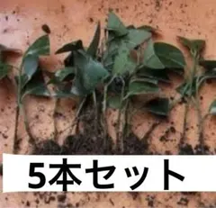 airi様 リクエスト 2点 まとめ商品