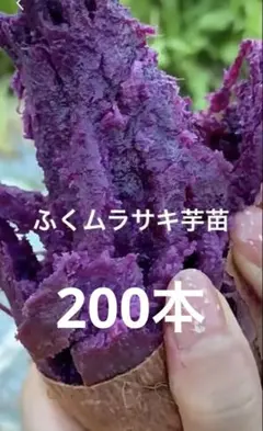 2026年最新】ふくむらさきの人気アイテム - メルカリ