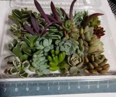多肉植物 詰め合わせ エケベリア セダム 寄せ植え用 ちまちま　トリカラー　多めのサムネイル