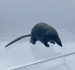 チョコQ 日本の動物 第7弾 ツチクジラ【海洋堂】ブック無 - メルカリ