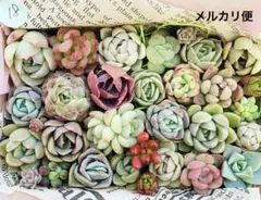 18 多肉植物　多肉弁当　詰め合わせ　寄せ植え　セット　韓国苗　カット苗　セダム