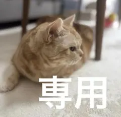 ゆきんこ　様　専用