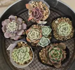 エケベリア6種類　セット　発根済　名前付き　お得　ミニ　ポットは直径約４cm　a