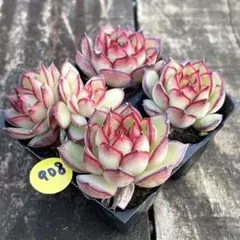 速達発送❗️タルト様 リクエスト 2点 まとめ商品