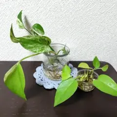 ポトス 水耕栽培 3種セットのサムネイル