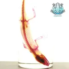 2025年最新】透明骨格標本の人気アイテム - メルカリ