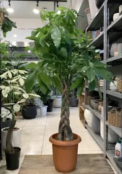 パキラ アクアティカ ねじり編み込み 大型株 8号 3 観葉植物の定番パキラの