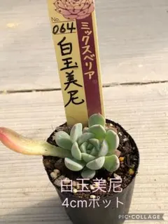 2025年最新】ミックスベリアの人気アイテム - メルカリ