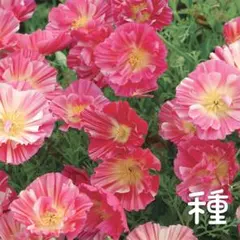 もふฅプロフ必読!！様 リクエスト 3点 まとめ商品 - メルカリ