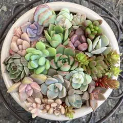2026年最新】多肉植物 エケベリア カット苗の人気アイテム - メルカリ