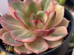 お纏め　多肉植物　摘芯株　サル錦　抜き苗 多肉植物 サル錦 摘心株 抜き苗 - メルカリ