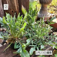 セントーレア ブラックボール　花苗　3ポット　②