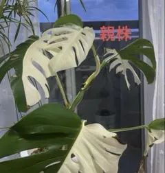 斑入りモンステラ挿し穂のサムネイル