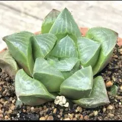 ドドシュカ様 リクエスト 3点 まとめ商品