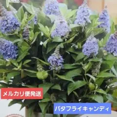 ブッドレア ④紫 矮性 希少品種 メルカリ便発送‼️