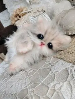 珍しい毛色♡ブルーチンチラゴールデン♡子猫ちゃん♡アートドール♡ぬいぐるみ♡