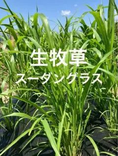 Item thumbnail for item 6382c714-981f-434a-afe0-14925da910c0