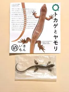 【新品】トカゲとヤモリ　ニホントカゲ （成体）マグネットのサムネイル