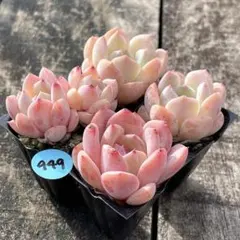 NEW❗️949多肉植物　エケベリア　アルバ白月影　抜き苗　寄せ植え　4苗セット❣️