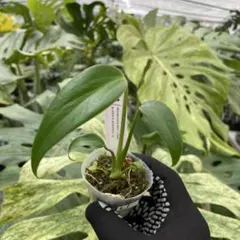 2026年最新】モンステラ バールマルクスフレームの人気アイテム - メルカリ