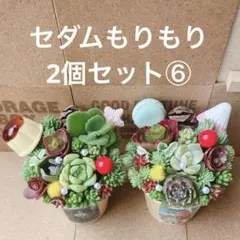 ⑥❤︎多肉植物❤︎カット苗❤︎土入りポットごと❤︎そのまま飾れる♥
