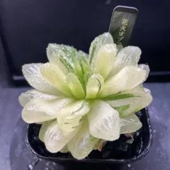 う*に様 花火オブツーサ鮮明錦　超美株　糊斑　極上斑　媺発根　大きい