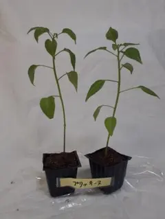 Zoro7777様 リクエスト 2点 まとめ商品