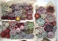 多肉植物カット苗抜き苗詰め合わせセット