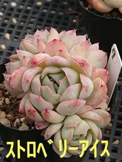 ☆多肉植物☆ストロベリーアイス群生・エケベリア☆