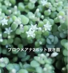 多肉植物　ブロウメアナ　抜き苗2ポット