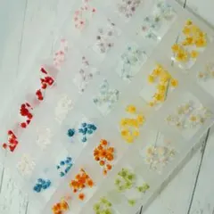 スターフラワー 300個　F26