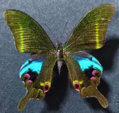 最美麗種サツマニシキ ベトナム産 インテリア 蝶標本 昆虫標本 - メルカリ