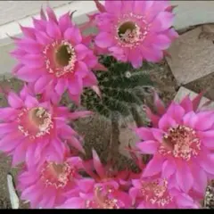 13 花サボテン カキコ1個 - メルカリ