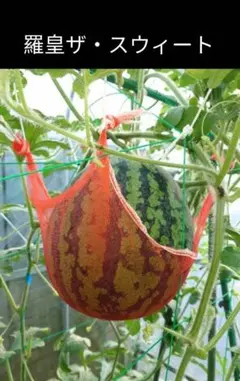 nameless様 リクエスト 2点 まとめ商品