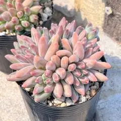☆多肉植物☆リンダリンダ ぼのぼのさん 抜き苗 - メルカリ