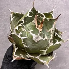 2025年最新】アガベ 白鯨 大株の人気アイテム - メルカリ