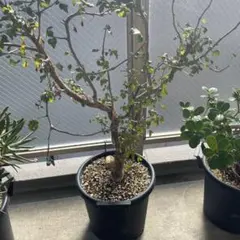 2025年最新】ブルセラの人気アイテム - メルカリ